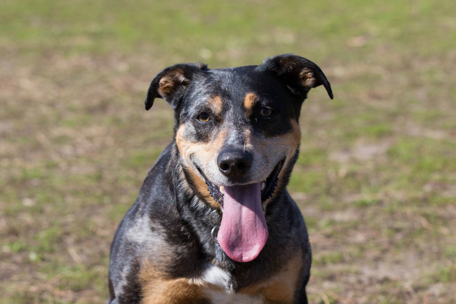 Treecourt Unleashed Dog Adventure Park